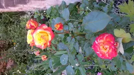 20140607_095955.webp