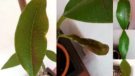 kranke Plumeria1.webp