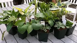 DSCF6084.webp