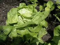 IMGP6653.webp