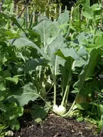 IMGP6656.webp