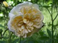 IMGP6649.webp