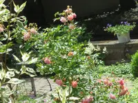 SAM_4359.webp