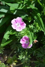 DSC_1775.webp