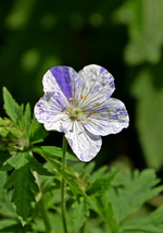 DSC_1781.webp