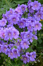 DSC_1783.webp