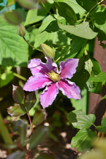 DSC_1786.webp