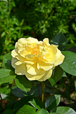 DSC_1788.webp