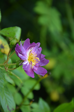 DSC_1795.JPG