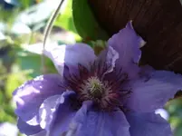 ClmtsPrsnn.webp