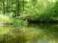 einer der kleinen Weiher.webp