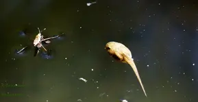 Quappe und Wasserläufer mit Beute.webp
