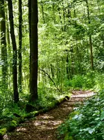Waldweg (1).webp