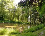 Weiher.webp