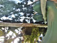 Zaunkönig Nest.webp