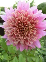 CIMG7925.webp