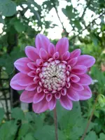 CIMG7934.webp