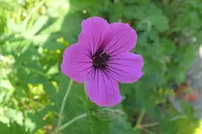 2014_0608Frühling0006.webp