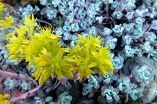 2014_0607Frühling0001sedum.webp