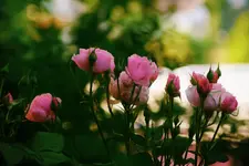 rose.webp