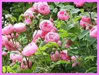 115.webp