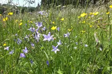 2014_0606Frühling0015.webp