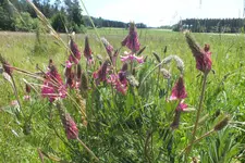 2014_0606Frühling0017.webp