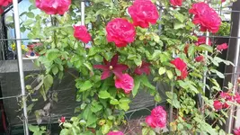8.6.14 001.webp