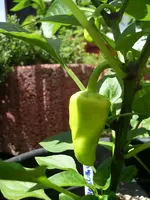 k-Paprika 002.webp