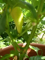 k-Paprika 004.webp