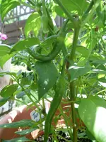 k-Paprika 008.webp