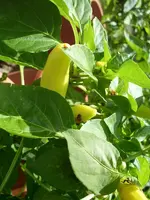 k-Paprika 010.webp