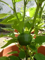k-Paprika 012.webp