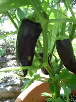 k-Paprika 017.webp