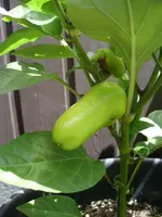 k-Paprika 020.webp