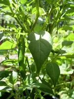 k-Paprika 026.webp