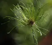 Allium 140609.webp