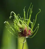 Allium 140609_1.webp