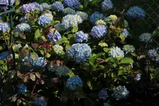 Hortensie 140609.webp