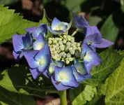 Hortensie 140609_1.webp