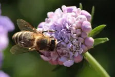 Biene_Skabiose.webp