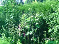 Sonnenblumen.webp