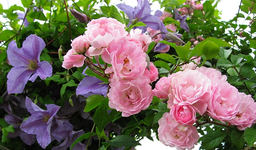 kirschrose.webp