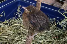 T_Amsel_Junge_2___04_2014_mr.ditschy.webp