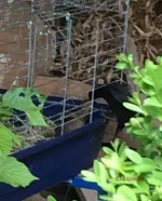 T_Amsel_Junge_3_Fütterung___04_2014_mr.ditschy.webp