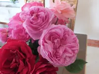 DSCF6510.webp