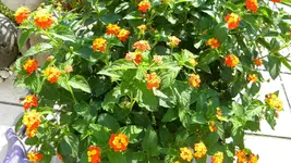 DSCN5316.webp