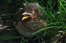 T_Amsel_Junge_4_Fütterung_Regenwurm__04_2014_mr.ditschy.webp
