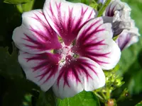 DSCN8476.webp
