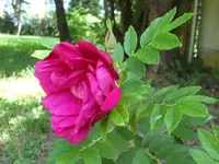 SAM_4398.webp